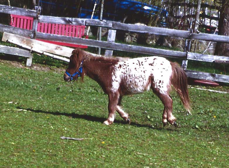 mares2_files/Pixie-Dusta.jpg